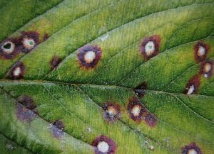 Červená skvrnitost listů jahodníku