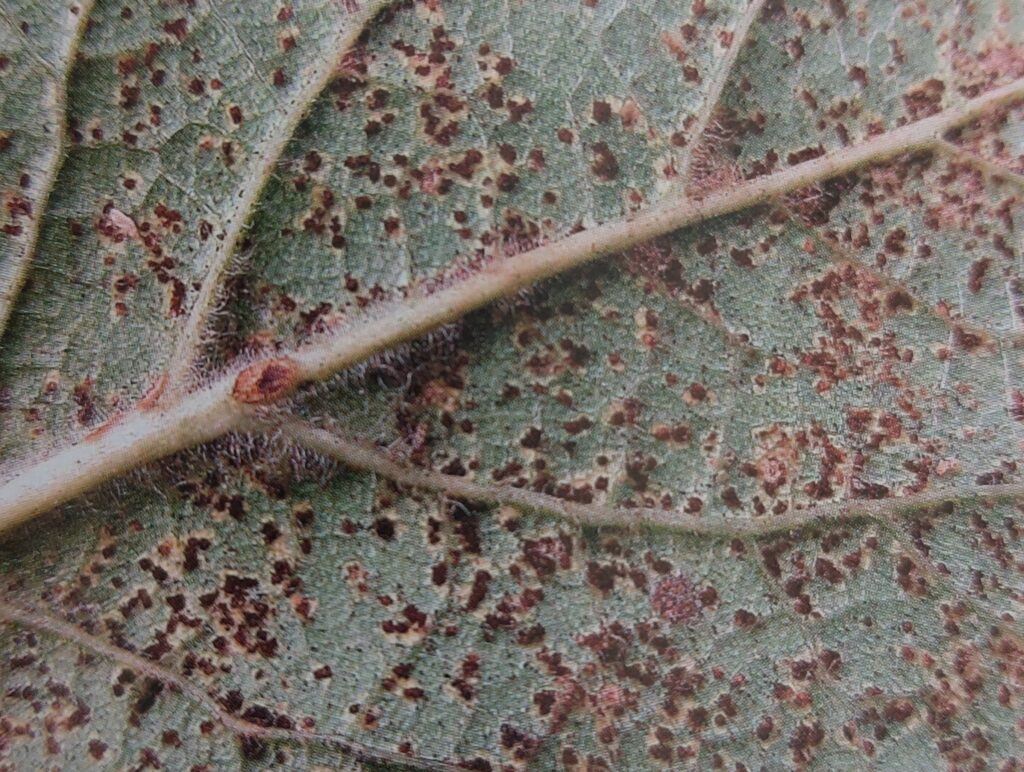 Rzivost slivoně - napadený list zespodu