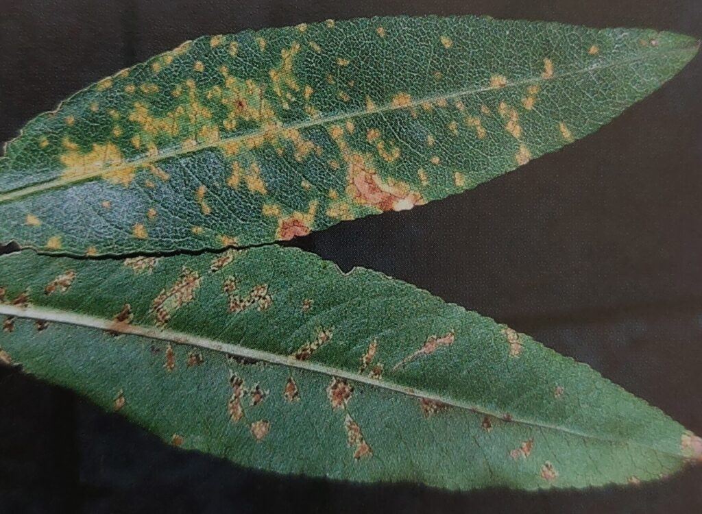 Rzivost slivoně u mandloně - svrchní strana listů