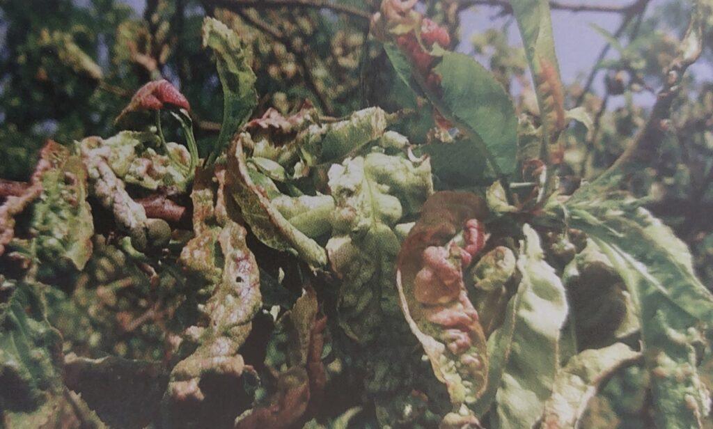 Kadeřavost broskvoně na listech