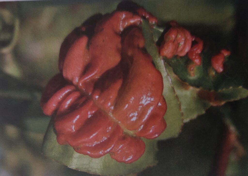 Kadeřavost broskvoní - pokročilé stádium na listu