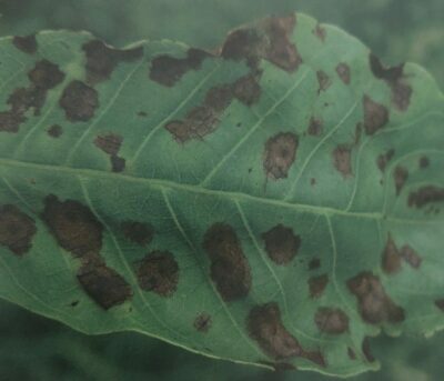 Antraknóza ořešáku - příznaky na listu