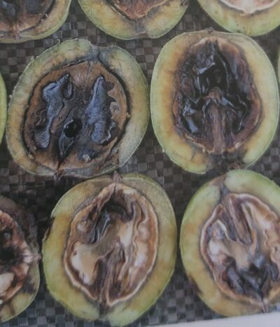 Antraknóza ořešáku - poškození plodů