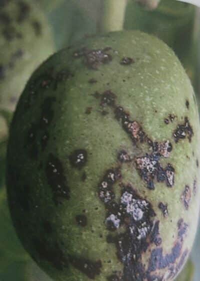 Bakteriální spála ořešáku - poškození plodu