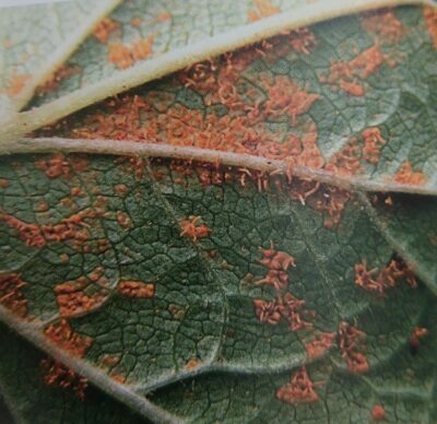 Rez vejmutovková na spodní straně listů rybízu