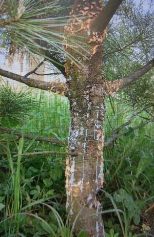 Borovice vejmutovka - rez vejmutovková
