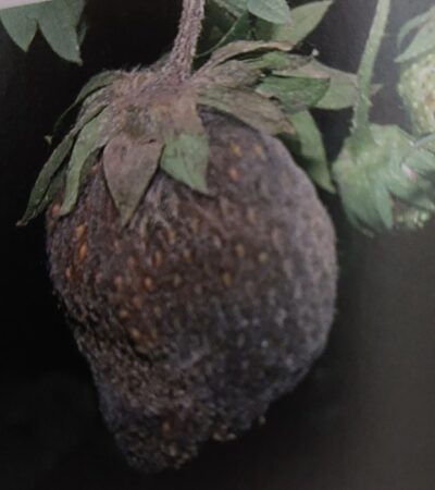 Plíseň šedá na jahodách