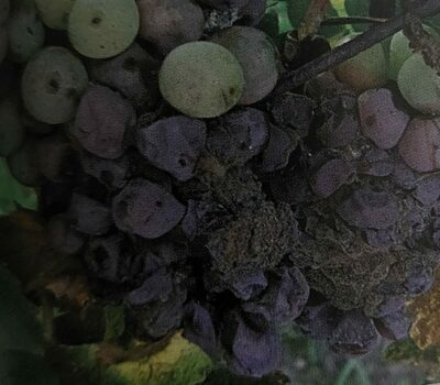 Plíseň šedá na vinné révě