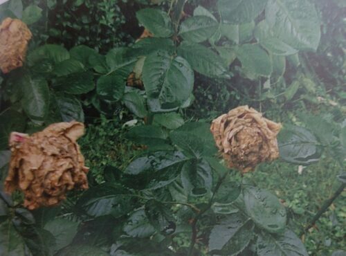 Plíseň šedá na růžích