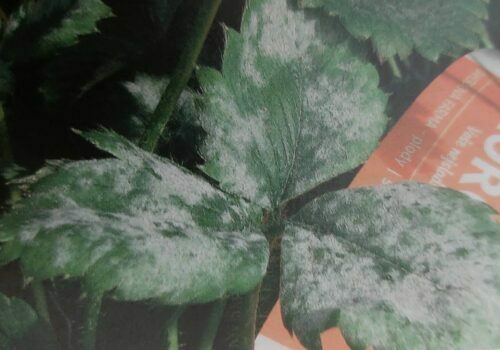 Padlí jahodníku - poškozený list jahodníku