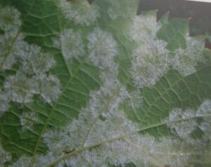 Plíseň révy vinné - na spodní straně listu