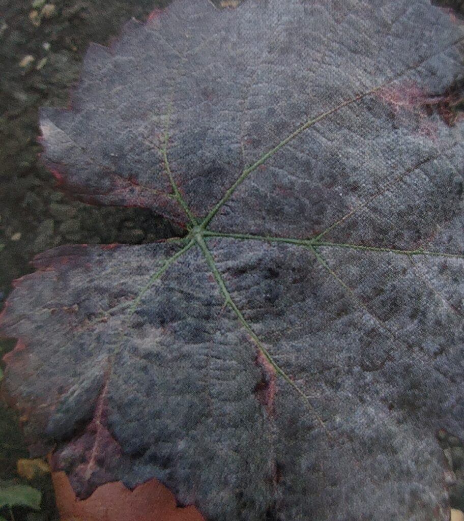 Padlí révy - poškozený list