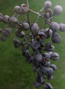Padlí révy - napadené hrozny