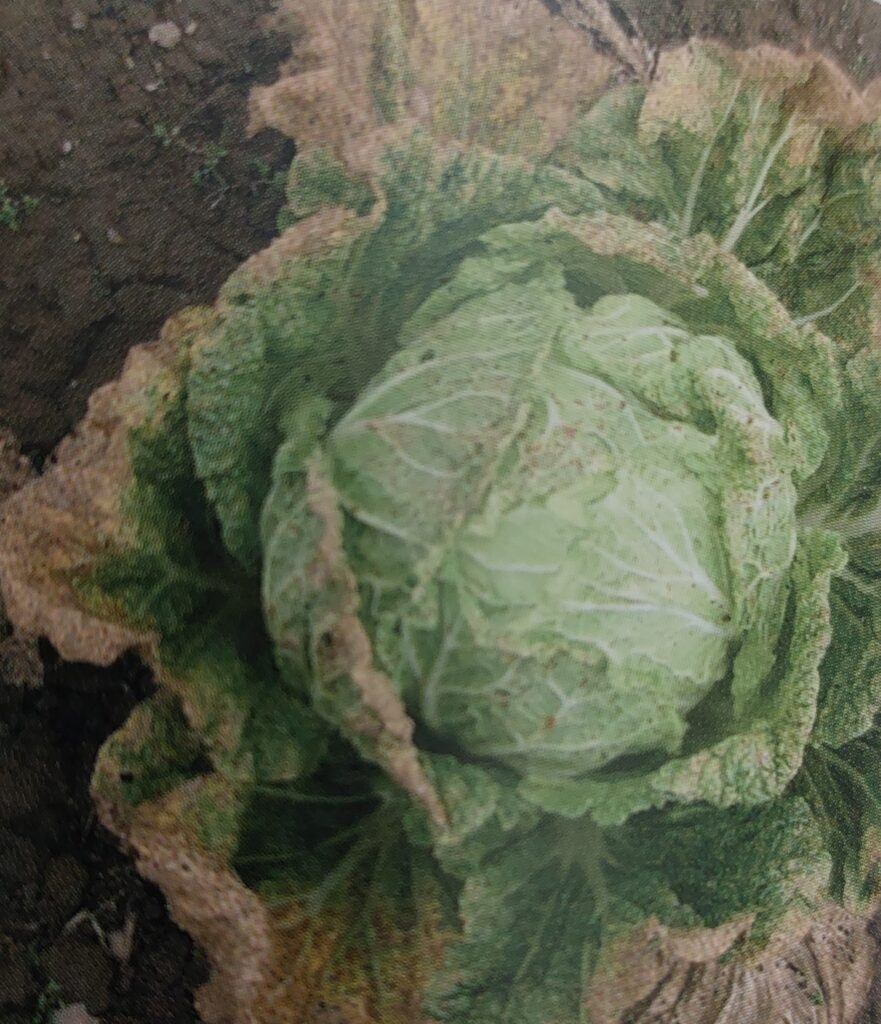 Alternariová skvrnitost - poškozené pekingské zelí