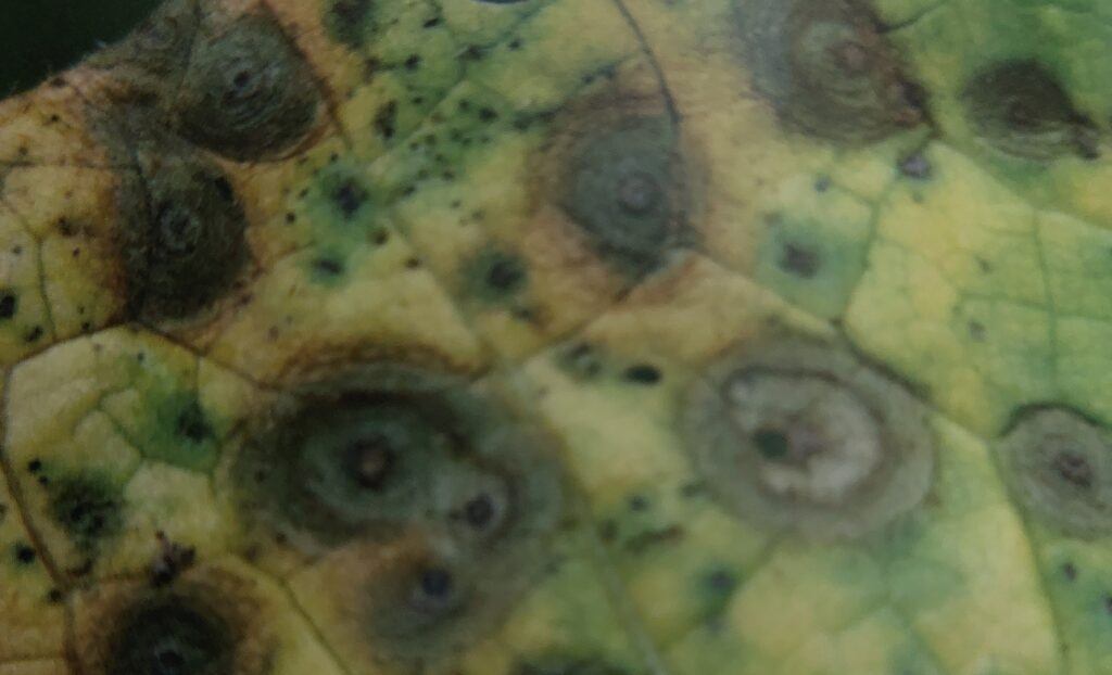 Alternariová skvrnitost na listu zelí