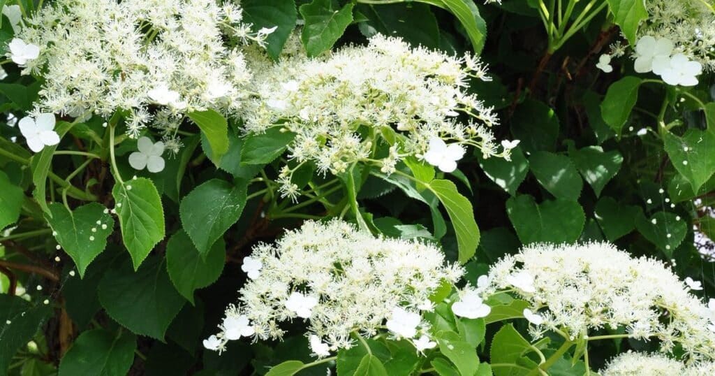 Hortenzie 6 Hortenzie řapíkatá (Hydrangea petiolaris)