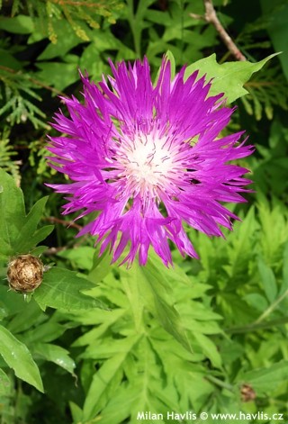 Chrpa bělavá (Centaurea dealbata)​