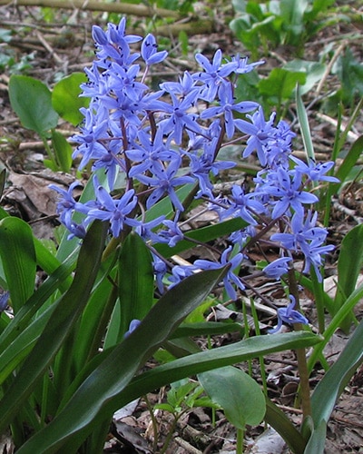 Ladoňka dvoulistá (Scilla bifolia)