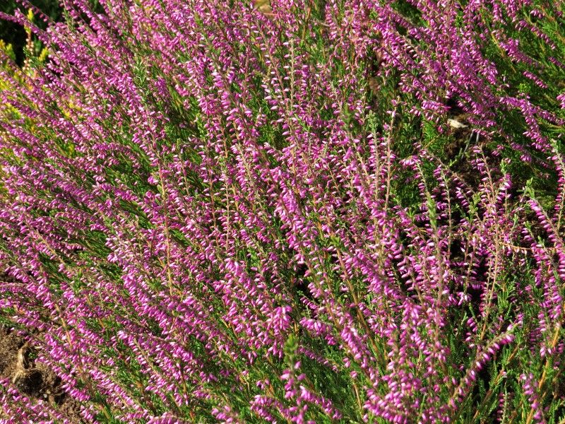 Vřes obecný (Calluna vulgaris) ​