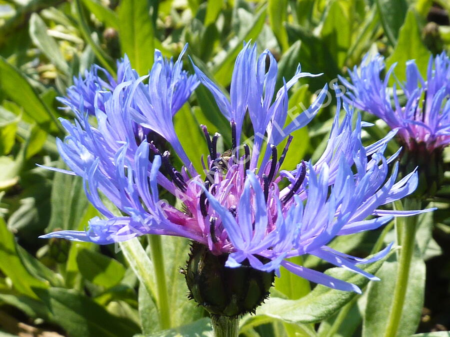 Chrpa horská (Centaurea montana)​