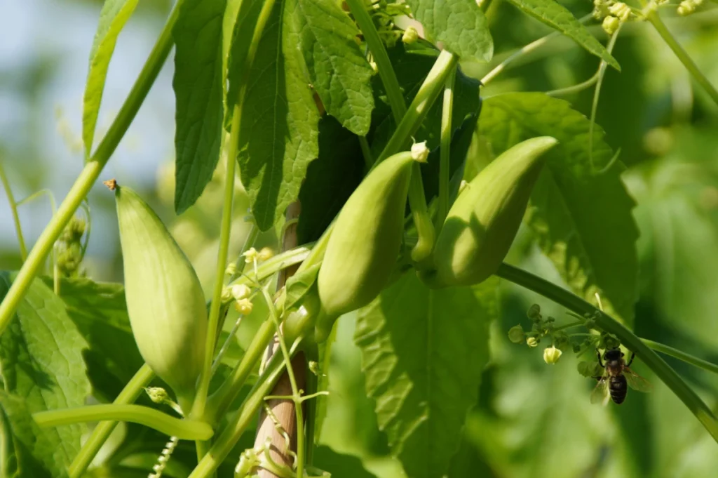 Ačokča (Cyclanthera pedata)