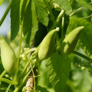Ačokča (Cyclanthera pedata)