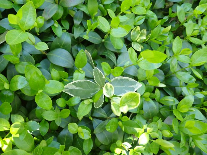 Brčál menší (Vinca minor)