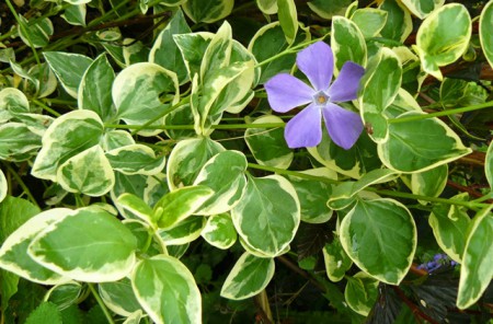 Brčál větší (Vinca major)