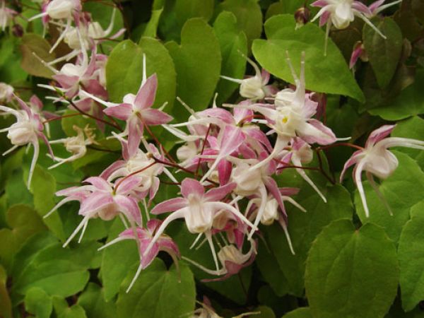 Škornice velkokvětá Epimedium grandiflorum