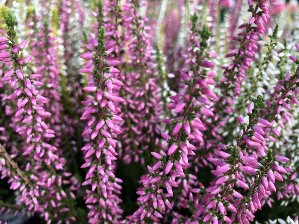Vřes obecný (Calluna vulgaris) ​