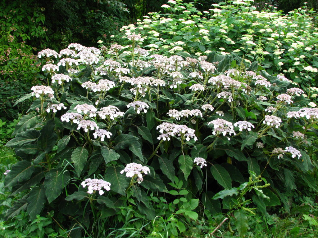 Hortenzie 3 Hortenzie drsná (Hydrangea aspera ssp. sargentiana)