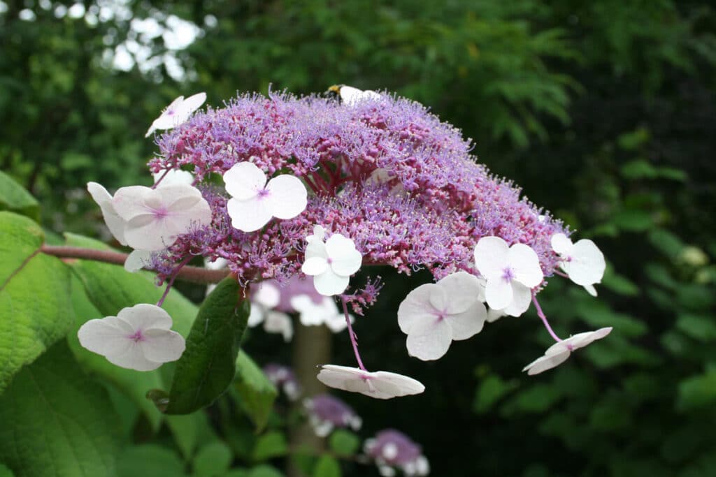 Hortenzie 2 Hortenzie drsná (Hydrangea aspera)