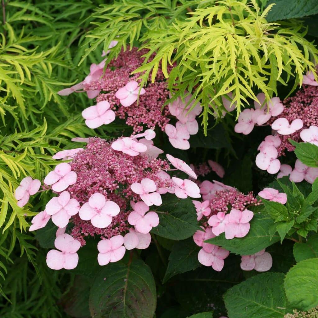 Hortenzie 7 Hortenzie pilovitá (Hydrangea serrata)