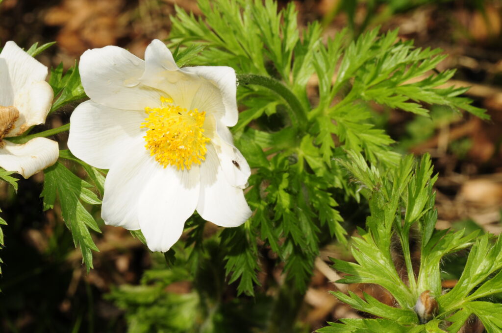 Koniklec alpský (Pulsatilla alpina)