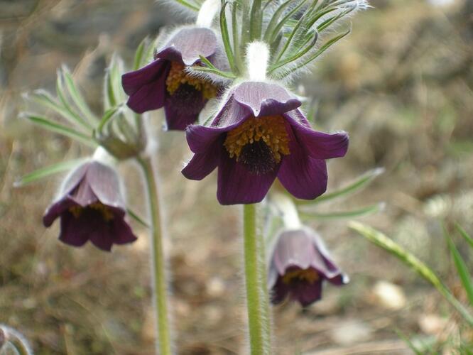 Koniklec luční (Pulsatilla pratensis)
