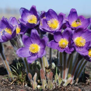 Koniklec otevřený (Pulsatilla patens)