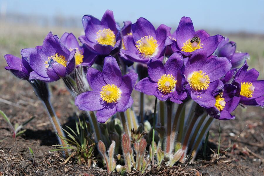 Koniklec otevřený (Pulsatilla patens)
