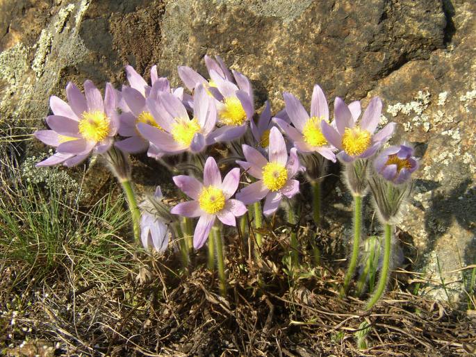 Koniklec velkokvětý (Pulsatilla grandis)