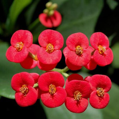 Kristova koruna (Euphoria milii)