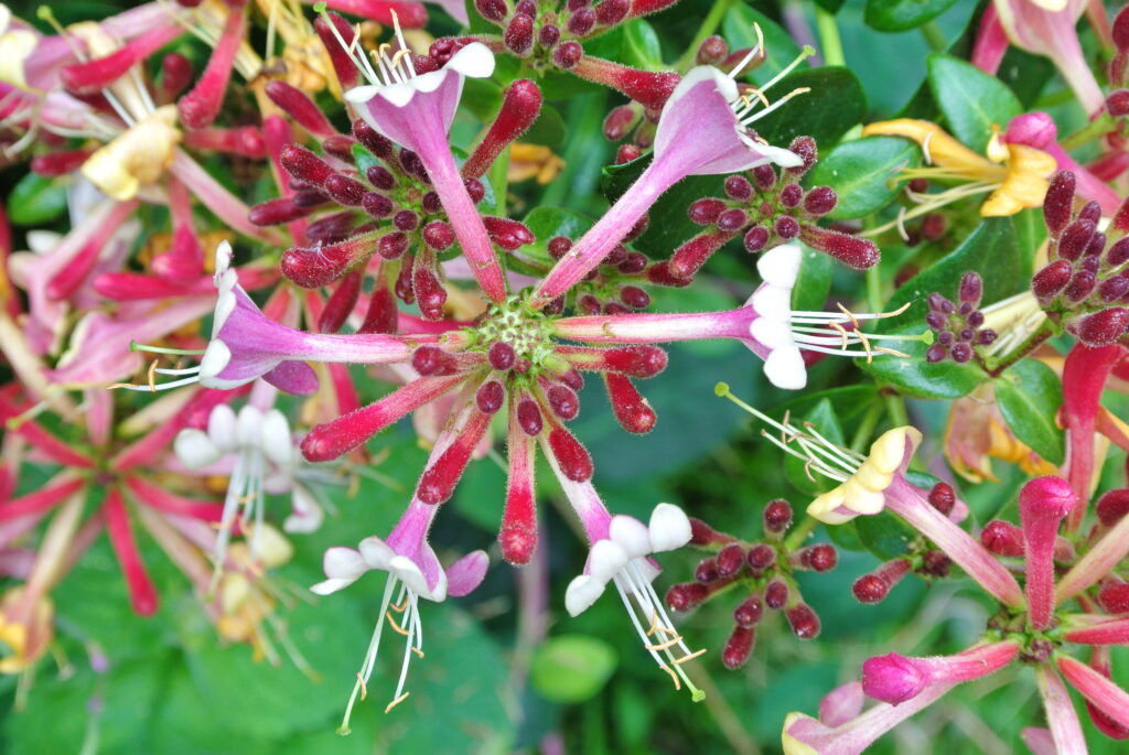 Lonicera x heckrottii (L. x ameri- cana x L. sempervirens)