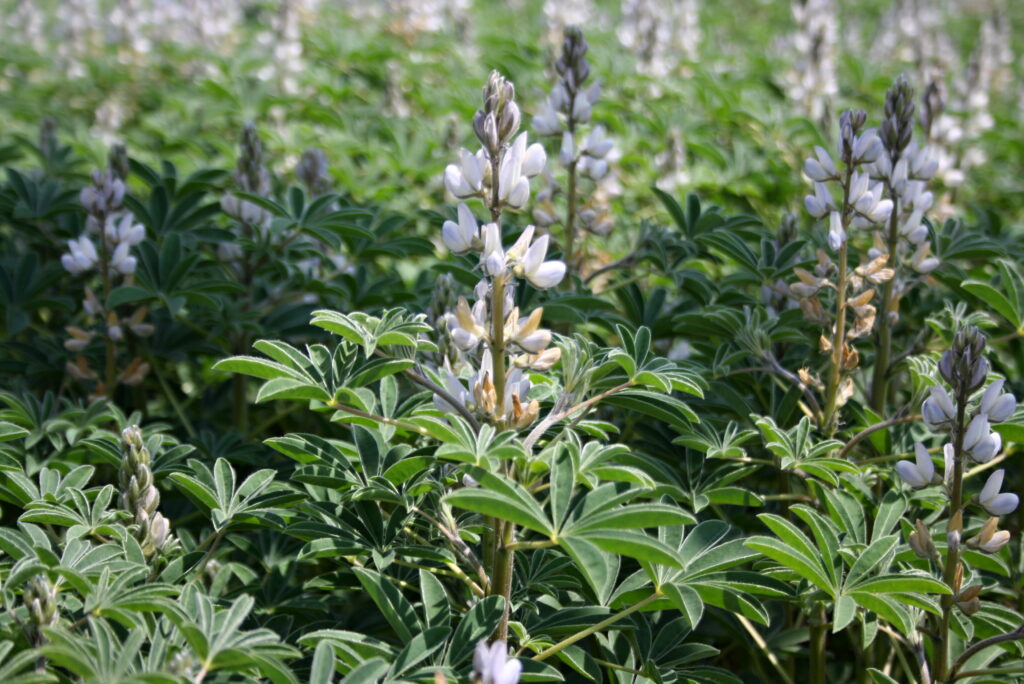 Lupina bílá (Lupinus albus)