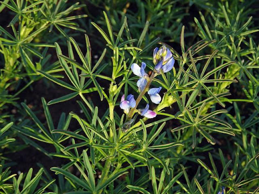 Lupina úzkolistá (Lupinus angustifolius)