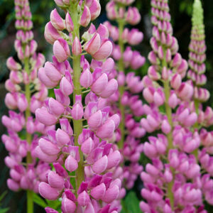Lupina, vlčí bob (Lupinus)
