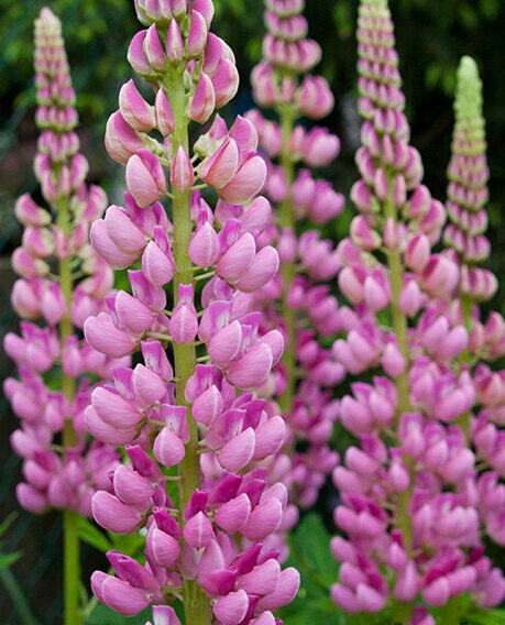 Lupina, vlčí bob (Lupinus)