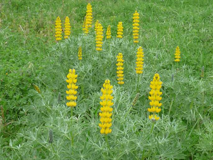 Lupina žlutá (Lupinus luteus)