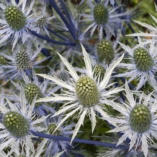 Máčka (Eryngium)