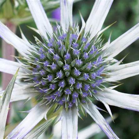 Máčka obecná (Eryngium bourgatii)