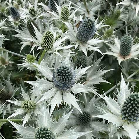 Máčka obrovská (Eryngium giganteum)