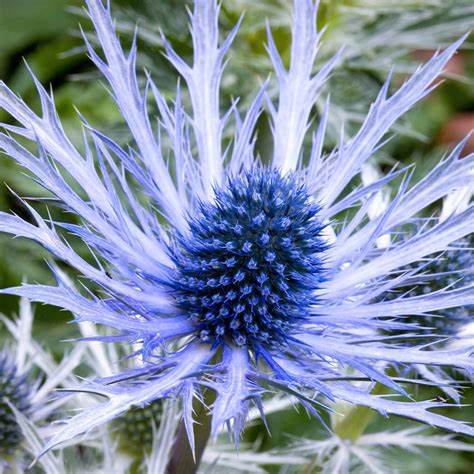 Máčka plocholistá (Eryngium planum)