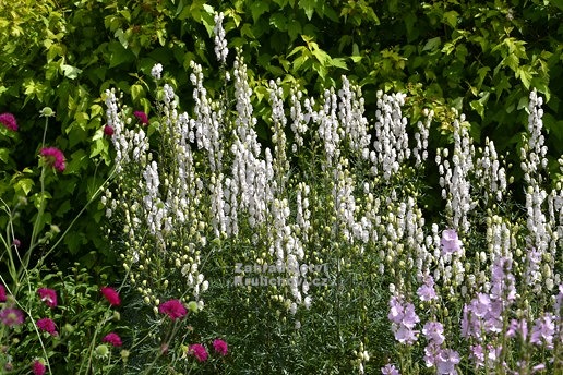 Oměj bílá - Aconitum alba